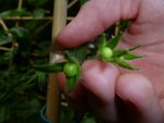 Les mini tomates cerises :) par contre Alexis le pied que tu m'a donné c'est cassé enfin la tête mais il y a quelques tomates comme celle la