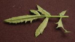 dessous feuille oeillet d'inde