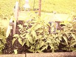 tomate fangado f1