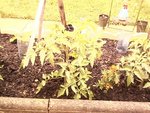 tomate fangado f1