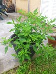 hot lemon pepper qui attaque sa troisieme saison