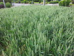 20120613_164918.jpg