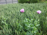 20120613_165012.jpg