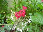 Heuchere