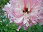 Pivoine et une visiteuse .