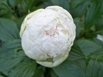 Pivoine Festiva Maxima