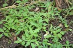 Tomates sur compost.JPG