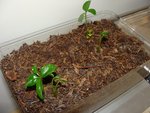 Plantes 024.jpg