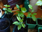 Citronniers FEV 2012 (1).JPG