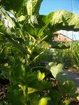 french sprout russia.JPG