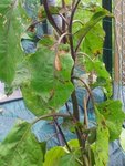aubergine (500x375).jpg