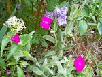 Lichnis ,campanules ,valerianes .