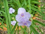 Tradescantias