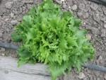 salade reine des glace saine