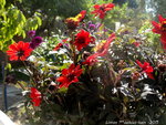 Dahlia nain!