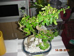 DSCN3819.JPG