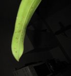 orchidee 8 040.JPG