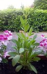 2012-06-14 20.03.08 (480x640).jpg