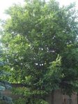 Arbre.jpg
