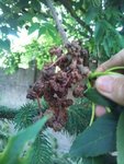 Fruit.jpg