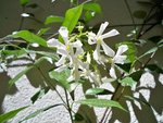 Trachelospermum.JPG