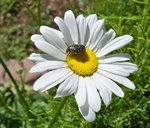 Marguerite