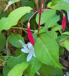 Fuchsia et campanule