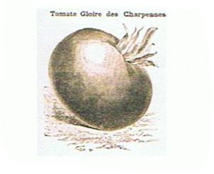 gloire charpenns.JPG