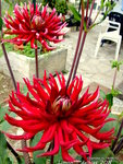 dans 15 jours il sera en floraison <br />2012 ,&quot;Frigoulet&quot;
