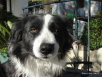 Ma tres fidele Rana!<br />bordr collie de 6 ans