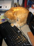 Bob le rouquin!qui squatte <br />mon clavier!!quand il n'est pas dans le jardin !vilain chasseur !!!lol!