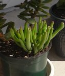 crassula.JPG