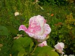 rose ancienne.JPG
