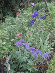 2012-06-06 fouillis x.jpg