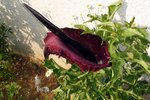 120602 vénéneuse e.jpg