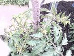 2012-06-16 10.26.47.jpg