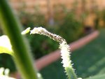 DSC08155.JPG