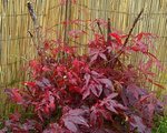 DSC00122.jpg