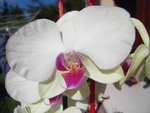 phal 17 juin 2012 1 fleur gros plan.jpg