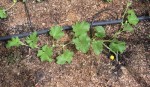 plant2 au 6-07.jpg