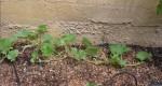 plant1 au 6-07.jpg