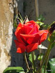 Une Baccara ,en signe de bienvenue!