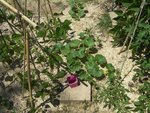 Plant de melon brodé américain en floraison, croissance vigoureuse pas de taille