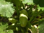 Une courgette en forme