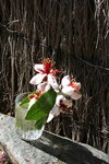 IMG_8817-web.jpg