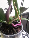 Photo0220.jpg