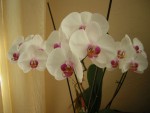 DSCN2041.JPG