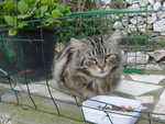 parmis les sauvages :Grisou !!<br />une pate ,mais pas touche!!!!