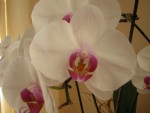 DSCN2042.JPG