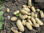 Cultivé en pleine terre <br />et du terroir!!!!!!!